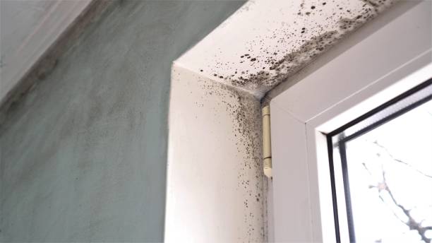 Best Mold Remediation for Specific Building Types in Aho Falls, ID