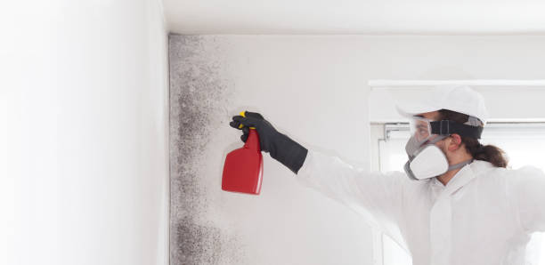 Best Insurance-Related Mold Remediation in Aho Falls, ID
